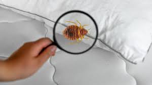 Bedbug Image 4